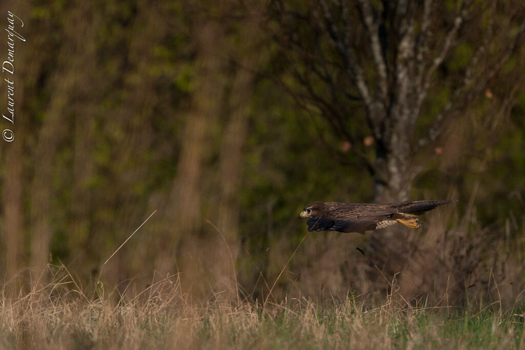 Buse variable