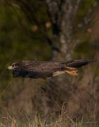 Common Buzzard