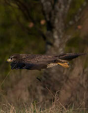 Buse variable