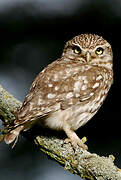 Little Owl