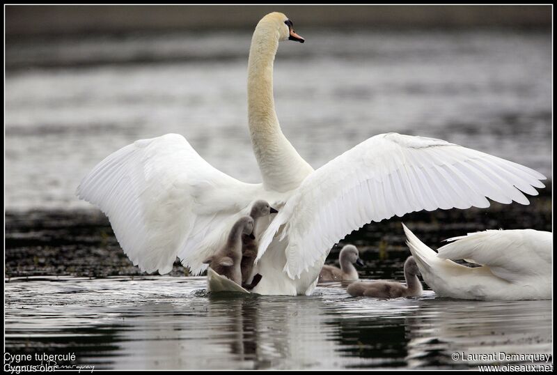 Mute Swan female adult, Behaviour
