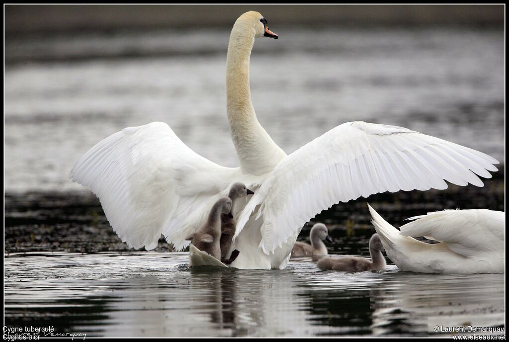 Cygne tuberculé femelle adulte, Comportement