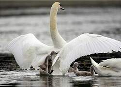 Mute Swan