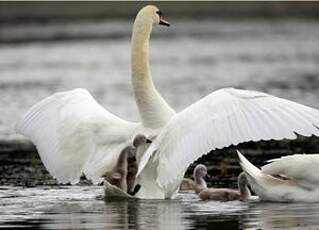 Cygne tuberculé