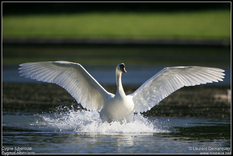 Mute Swan male adult, Behaviour