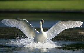 Cygne tuberculé