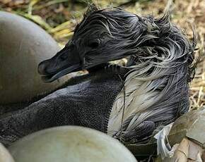 Cygne tuberculé