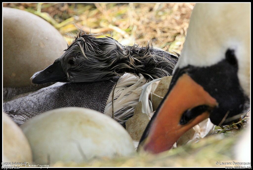 Mute SwanFirst year, Behaviour