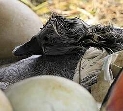 Cygne tuberculé