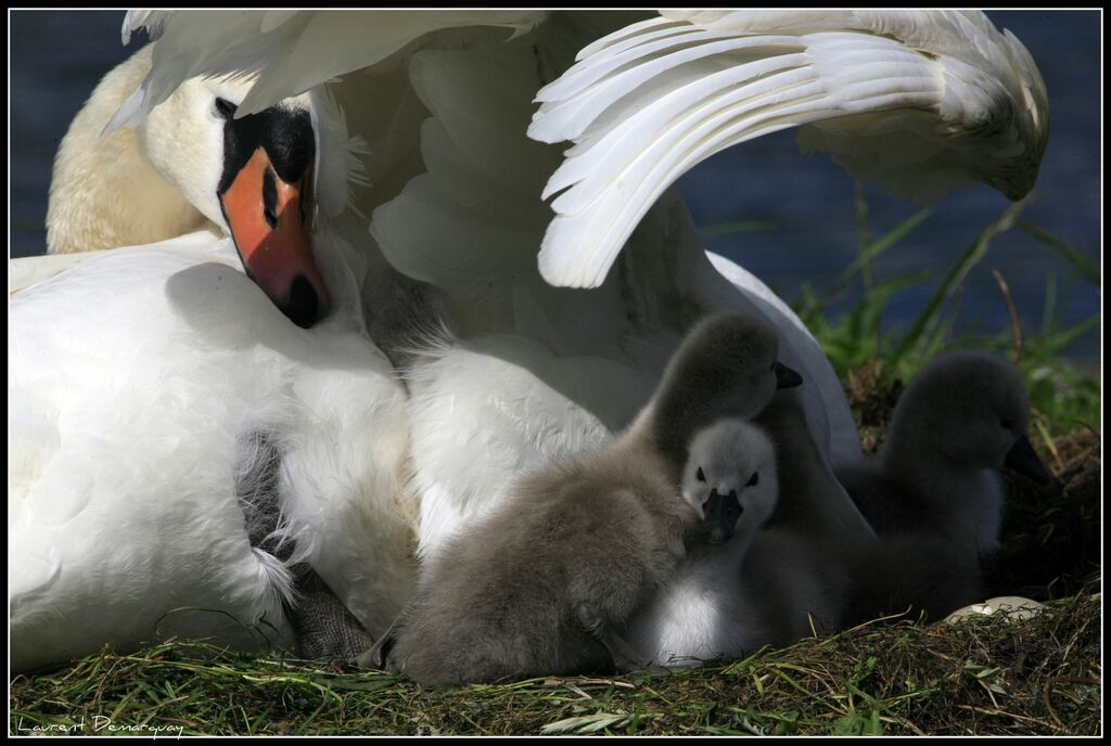 Mute Swan, Reproduction-nesting