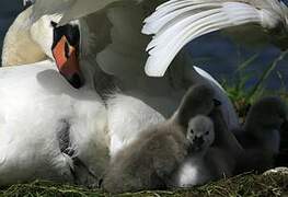 Mute Swan