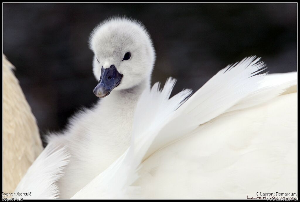 Mute SwanFirst year, Reproduction-nesting