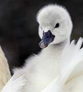 Cygne tuberculé