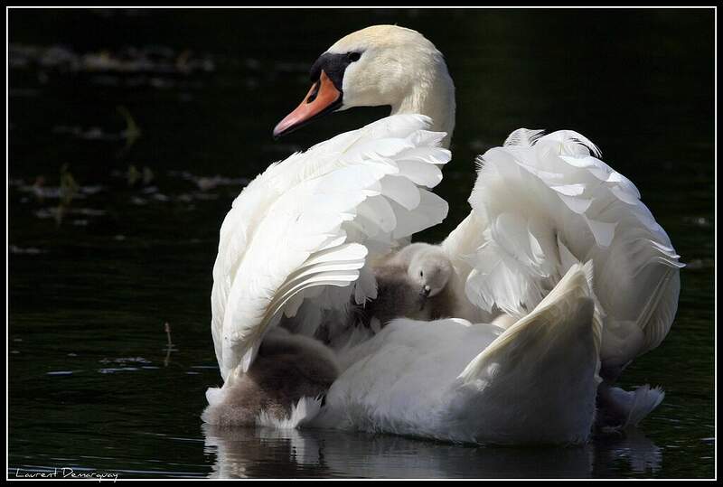 Comment S Appelle La Femelle Du Cygne