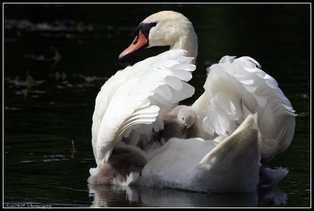 Cygne tuberculé femelle, Comportement