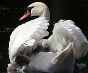 Cygne tuberculé