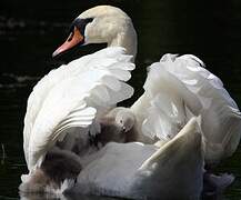 Mute Swan