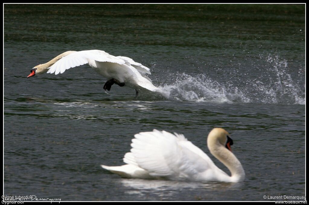 Mute Swan male adult, Behaviour