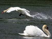 Cygne tuberculé