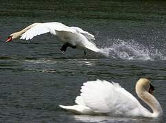 Cygne tuberculé