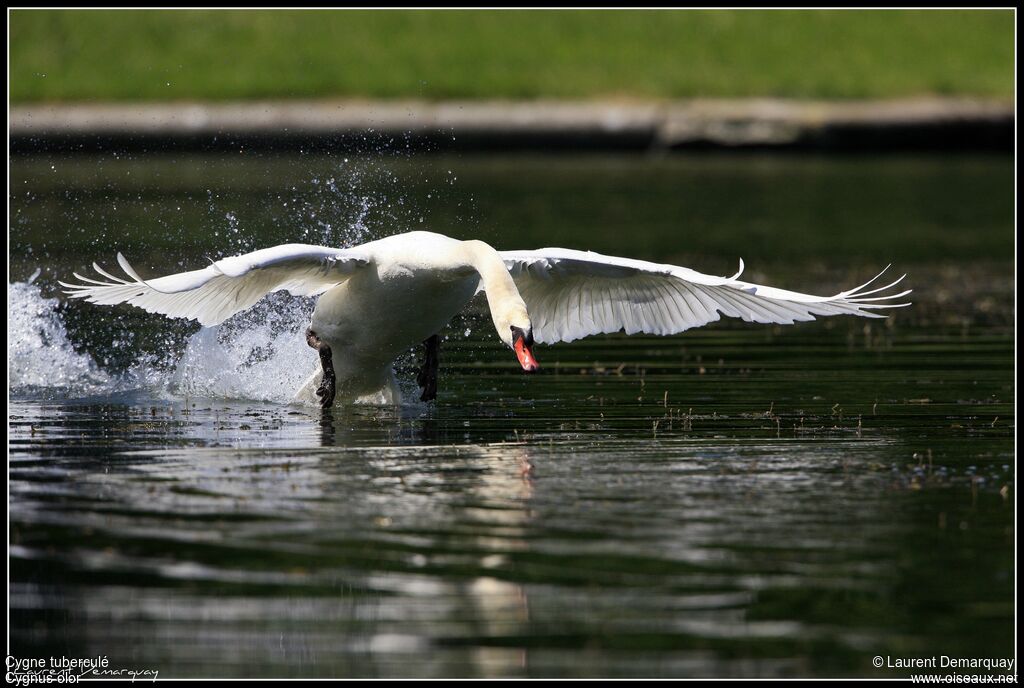 Mute Swan male adult