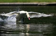 Cygne tuberculé