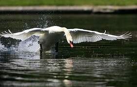 Mute Swan