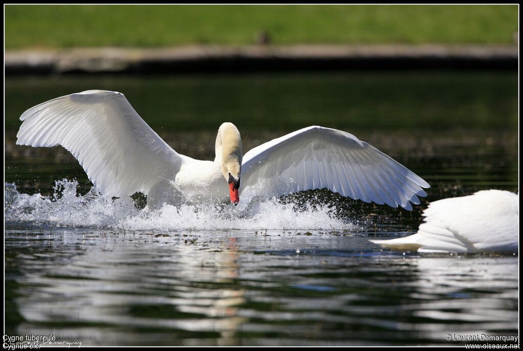 Mute Swan adult, Behaviour