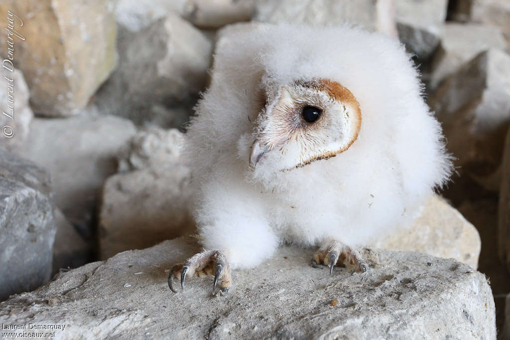 Western Barn OwlPoussin, identification