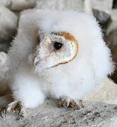 Western Barn Owl