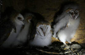 Western Barn Owl