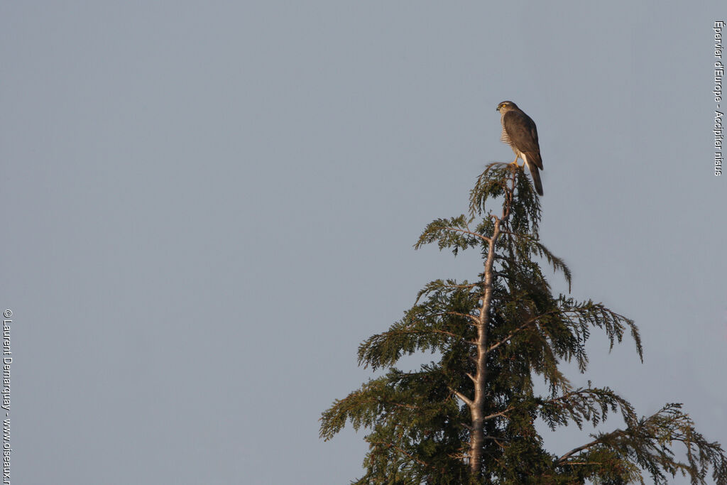 Eurasian Sparrowhawk