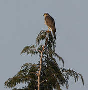 Eurasian Sparrowhawk