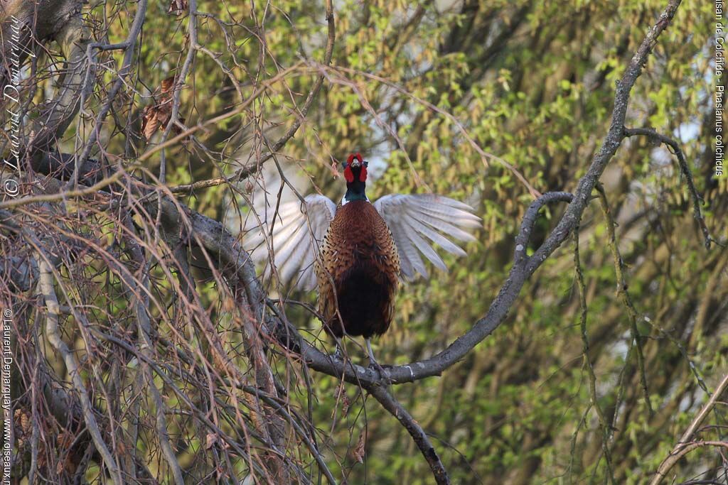 Common Pheasant