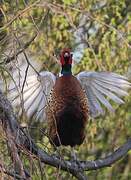 Common Pheasant