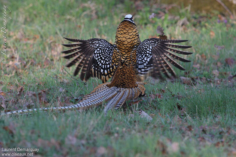 Reeves's Pheasant male adult breeding, aspect, courting display