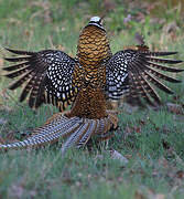 Reeves's Pheasant