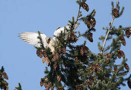 Common Kestrel