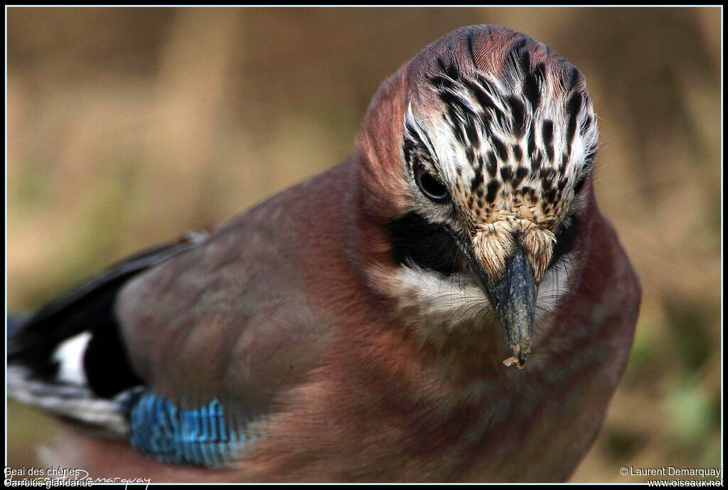 Eurasian Jay, close-up portrait, aspect