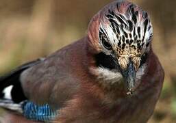 Eurasian Jay