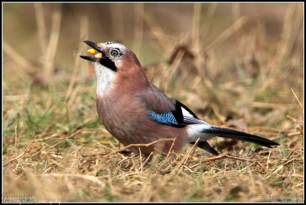 Eurasian Jay, feeding habits