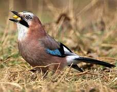 Eurasian Jay