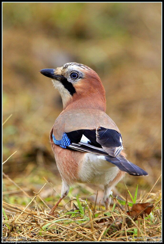 Geai des chênes, identification