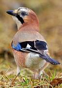 Eurasian Jay