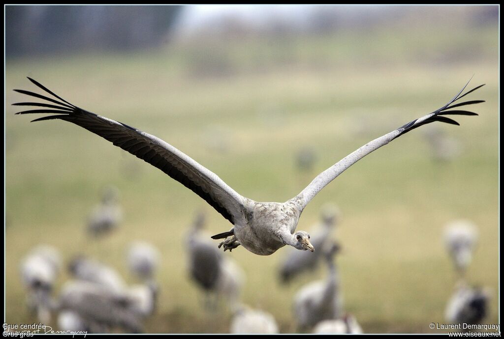 Common Crane, Flight, Behaviour