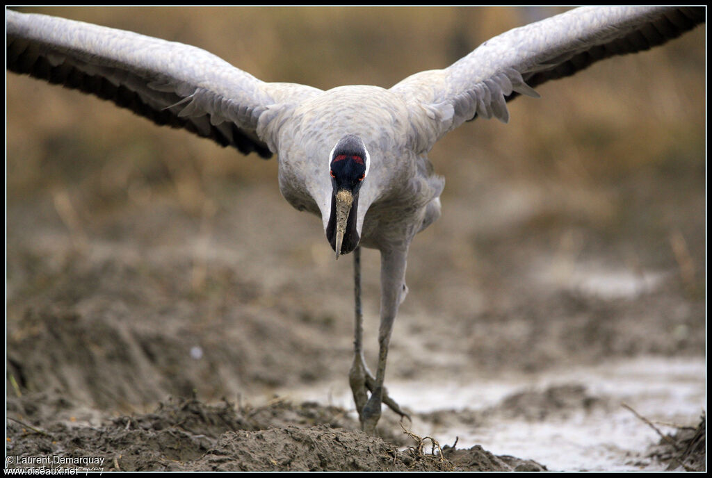 Common Craneadult, identification, Behaviour