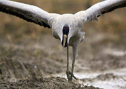 Common Crane