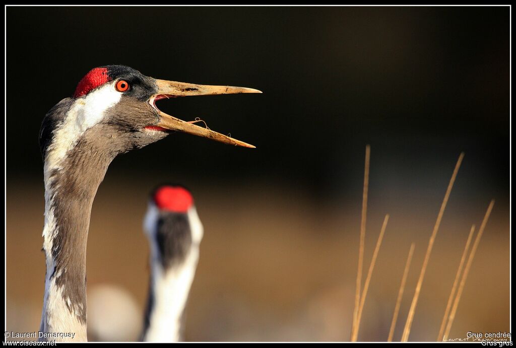 Common Crane male