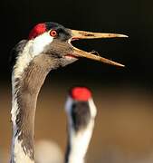 Common Crane