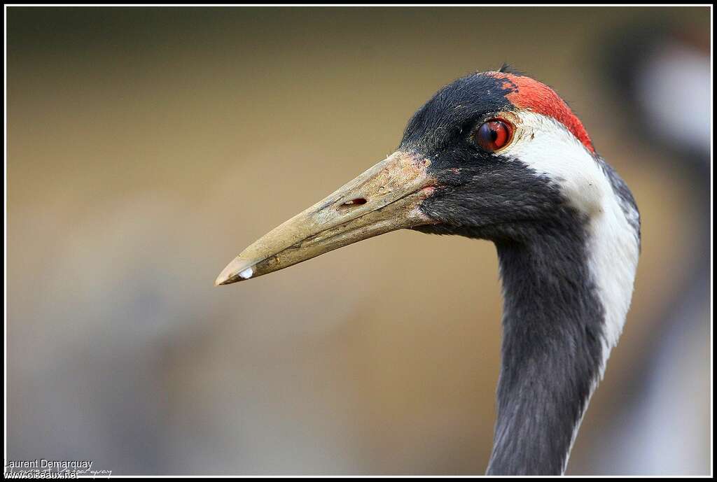 Common Craneadult, close-up portrait